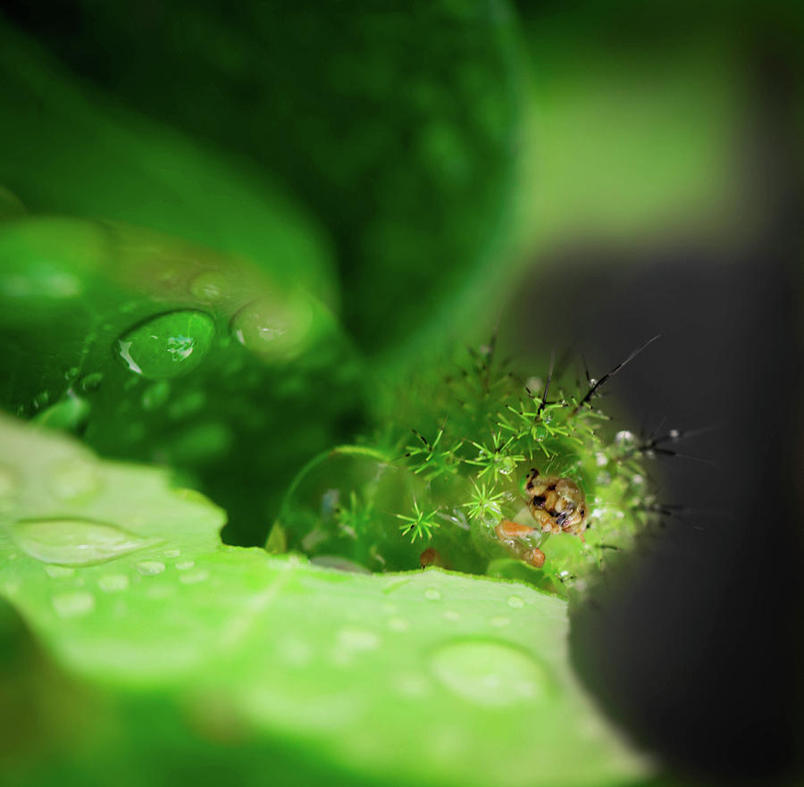 Rainy Day Caterpillar Photograph by Hannah O'Hair | Pixels