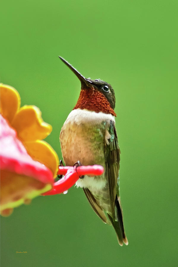 Rainy Day Hummingbird Photograph by Christina Rollo