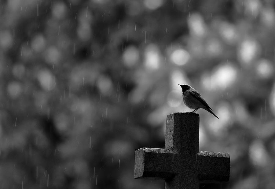 Black And White Photograph - Rainy Day On Cemetery by Simun Ascic