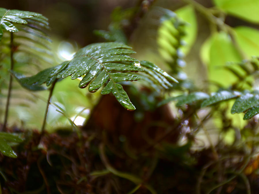 Rainy Day resurrection Fern Photograph by Christopher Mercer - Fine Art ...