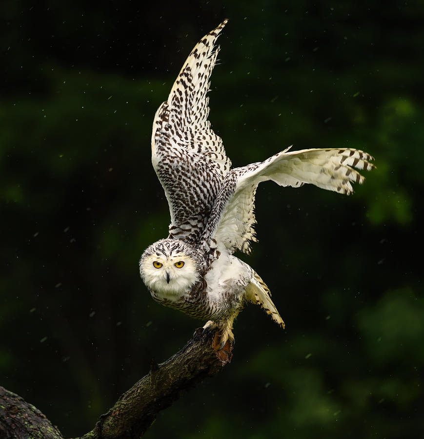 Owl Photograph - Rainy Day by Susan Breau