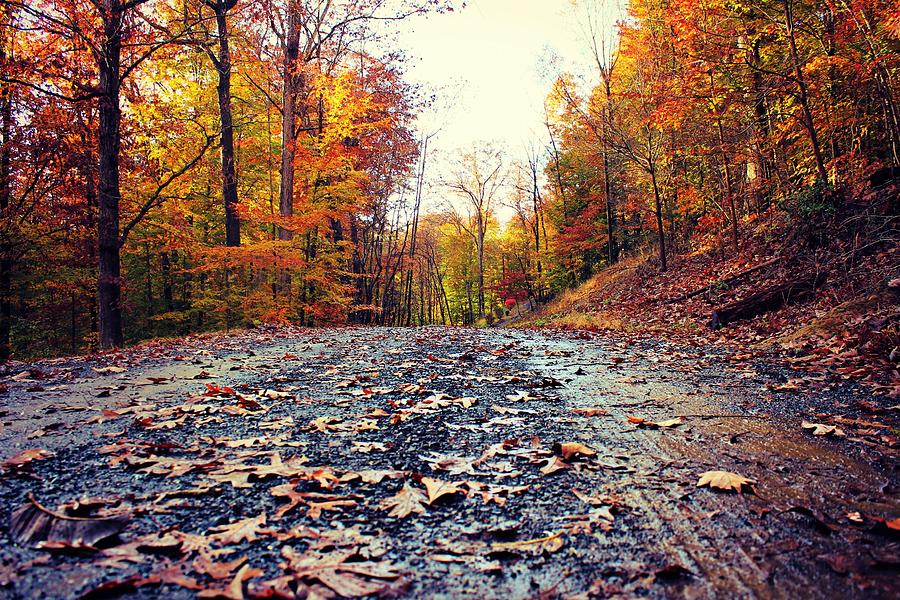 Rainy Fall Roads by Candice Trimble Rainy Fall Roads by Candice Trimble