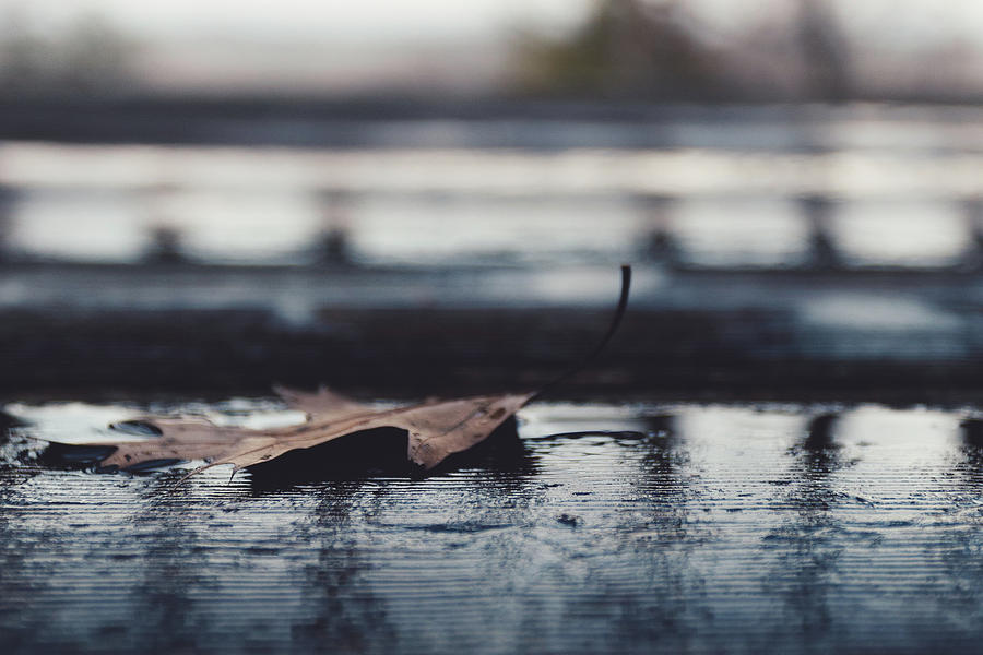 Rainy Leaf Photograph by Lauri Novak