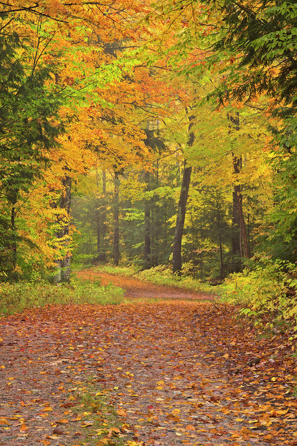 Rainy Morning Enhances The Autumn Colors Along This Rural Road In The 