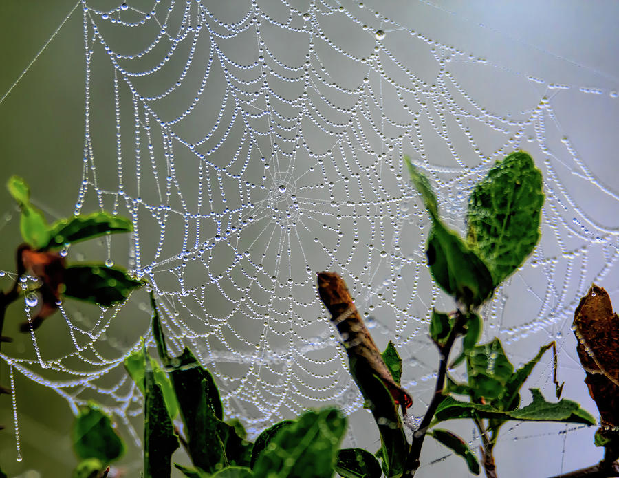 Rainy Walk Among the Spider Webs Photograph by Debra Martz