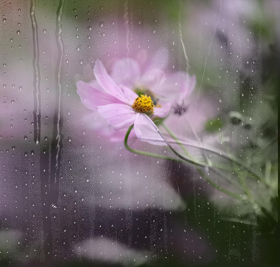 Abstract Photograph - Rainy Window by Youngil Kim