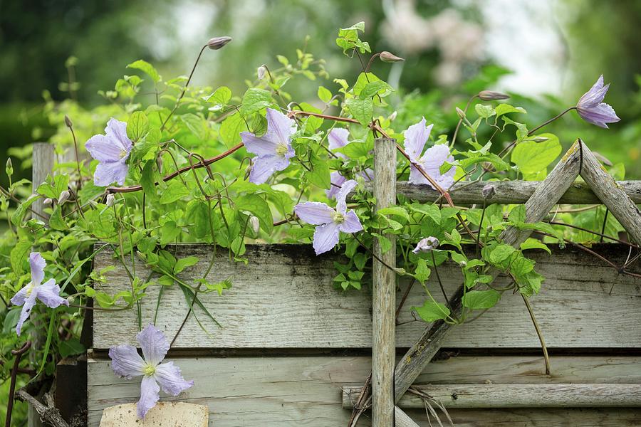 Raised Bed Of Clematis And Herbs In Garden Photograph by Carine Lutt