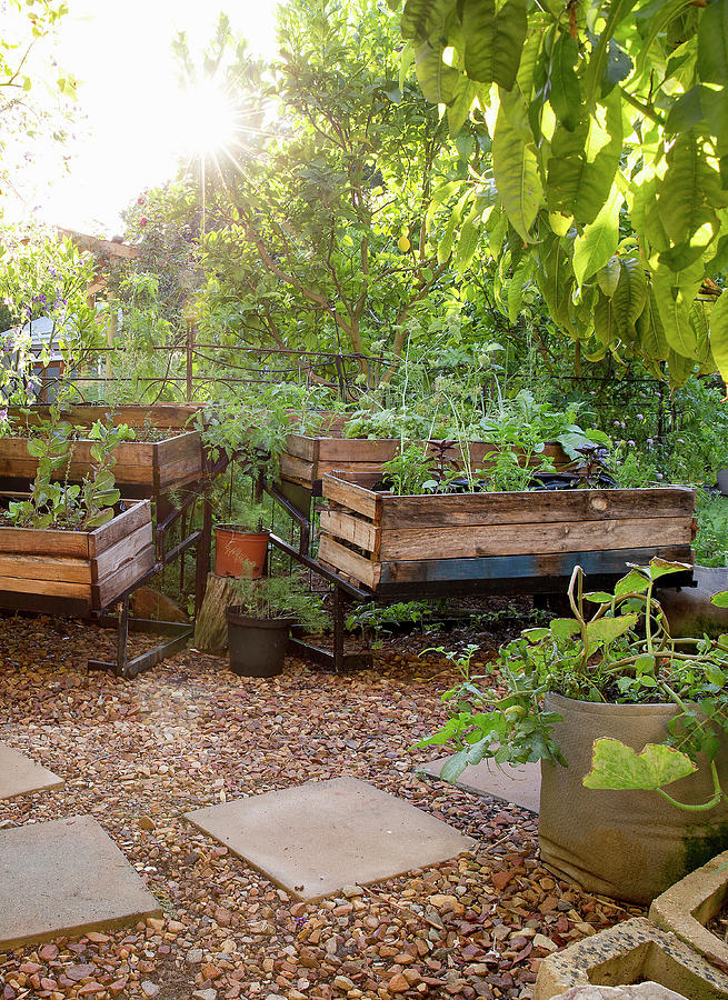 Raised Beds Made From Wooden Crates Photograph by Great Stock!