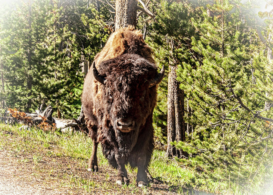 Ralphie at Yellowstone Photograph by Daniel Hebard