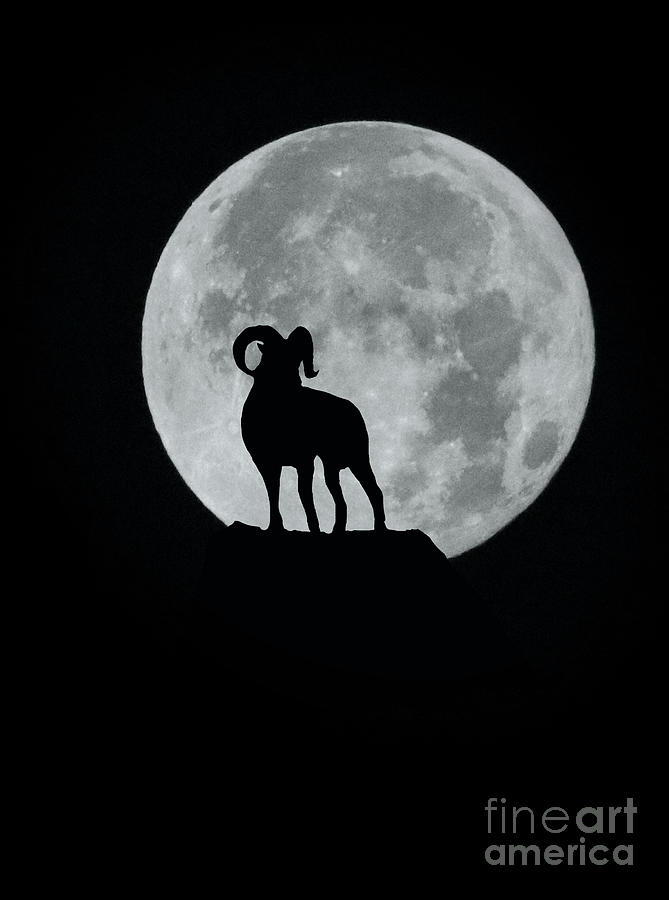 Ram and Full Moon Aries Photograph by Stephanie Laird