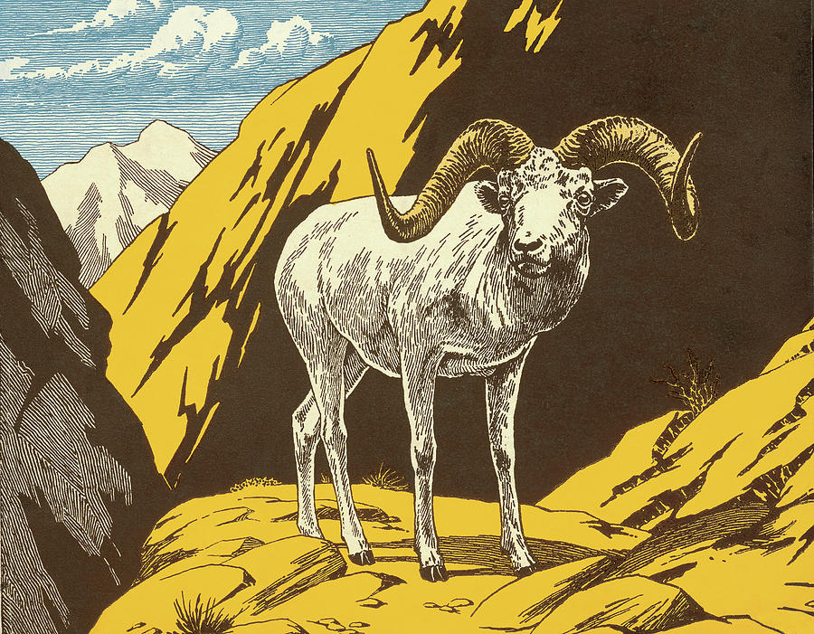 Nature Drawing - Ram by CSA Images