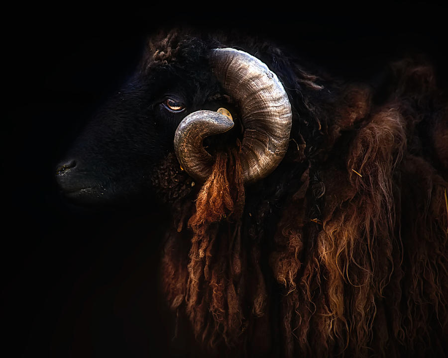 Animal Photograph - Ram Portrait by Santiago Pascual Buye