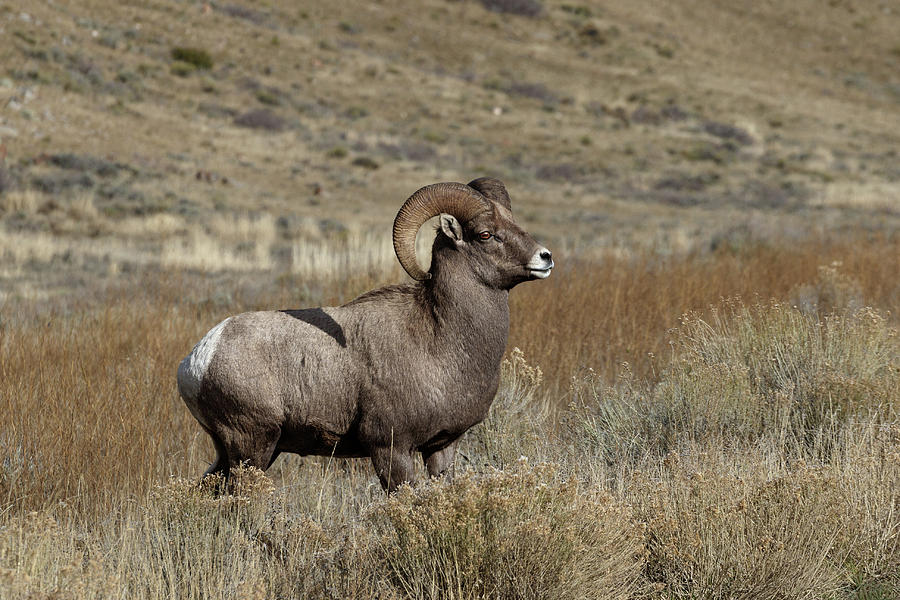 Ram Photograph by Ronnie And Frances Howard