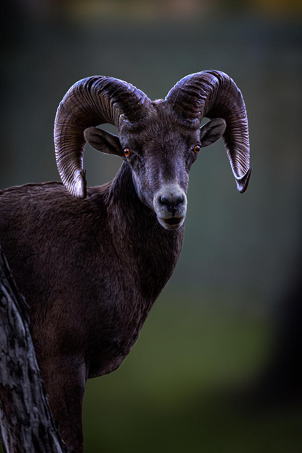 Wildlife Photograph - Ram by Steven Zhou