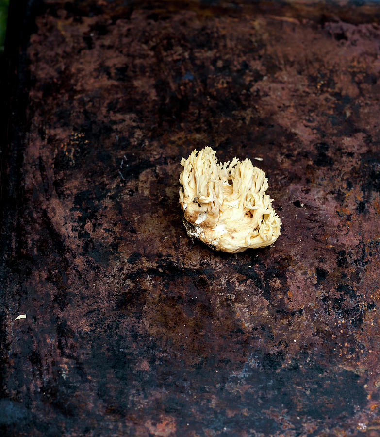 Ramaria Botrytis - Wild Mushroom Photograph by Gabriela Lupu