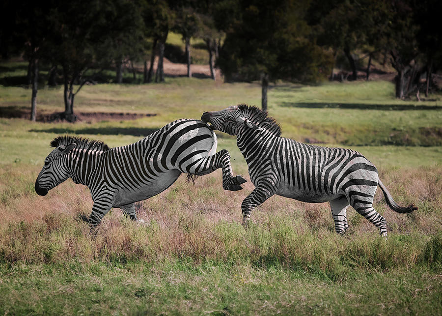 Rambunctious Zebras by My Photography Adventure Rambunctious Zebras by My Photography Adventure