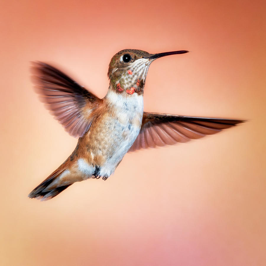 Rambunctious Rufous by Scott Bourne Rambunctious Rufous by Scott Bourne
