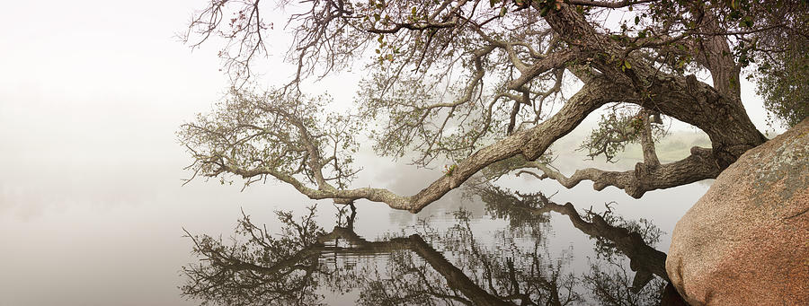 San Diego Photograph - Ramona Grasslands Tree and Pond by William Dunigan