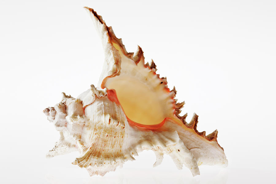 Ramose Murex Shell Photograph by Martin Harvey Ramose Murex Shell Photograph by Martin Harvey