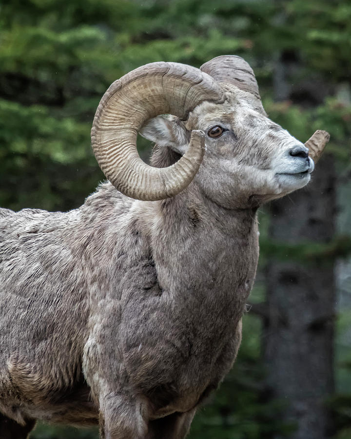 Ram's Best Side by Belinda Greb Ram's Best Side by Belinda Greb