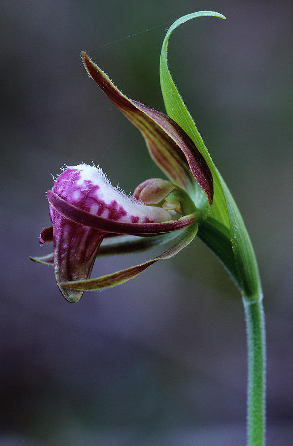Rams Head Ladys Slipper Orchid Photograph by Robert Cable