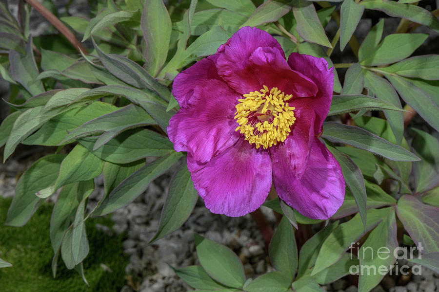 Rams Horn Peony (paeonia Arietina) In Flower Photograph by Bob Gibbons/science Photo Library