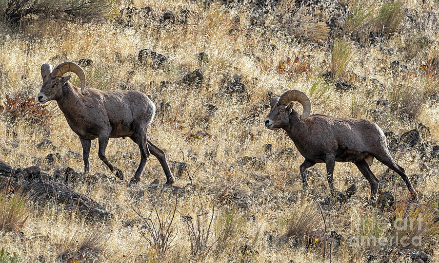 Rams on the Move by Mike Dawson Rams on the Move by Mike Dawson