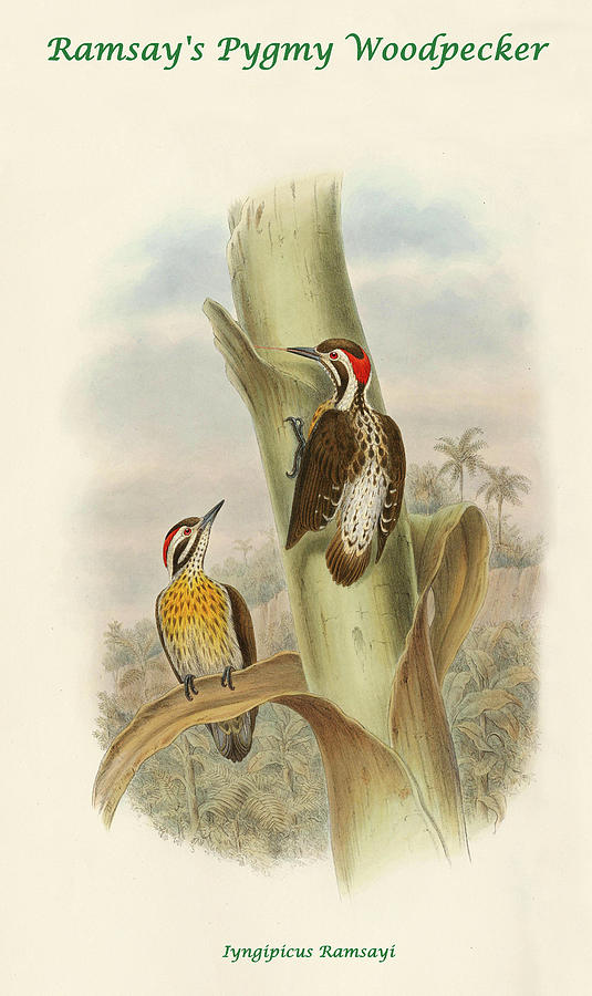 Ramsays Pygmy Woodpecker Painting by John Gould