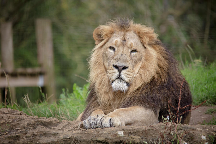 Rana - Asiatic Lion by Cheltenham Media Rana - Asiatic Lion by Cheltenham Media