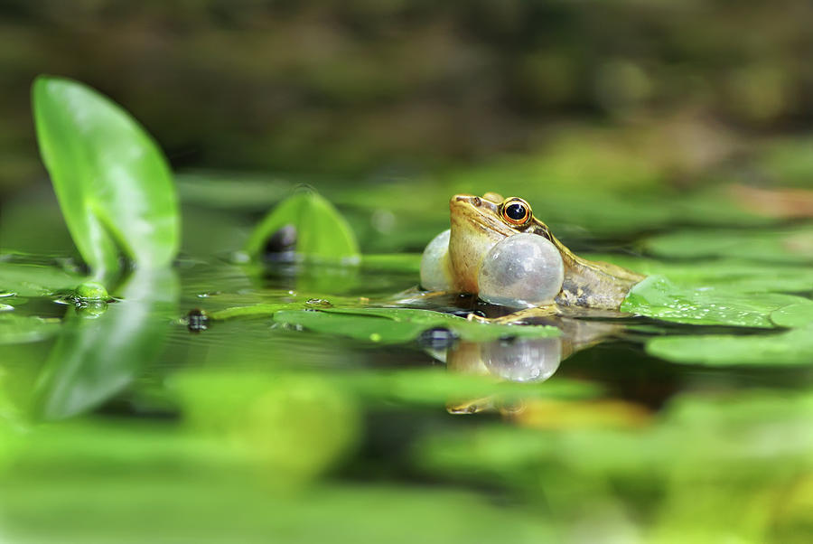 Rana Guentheri,family Ranidae,frog by Fuyi