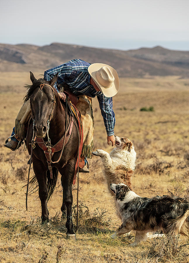 is ranch okay for dogs