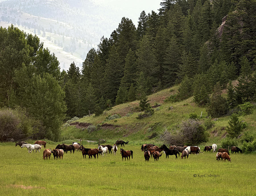 Ranch Horses at Pasture Photograph by Kae Cheatham