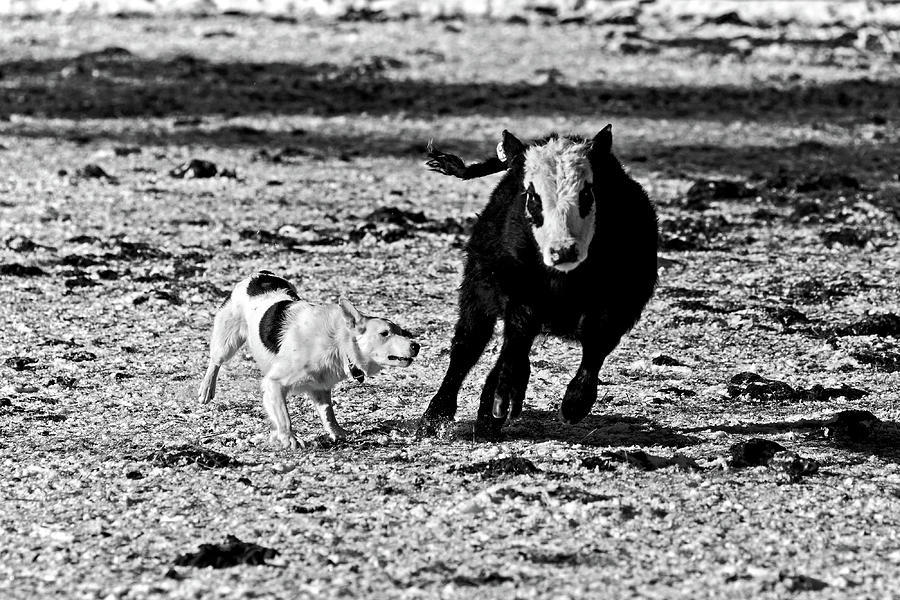 Ranch working dog Photograph by Julieta Belmont
