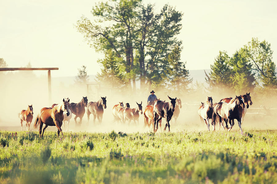 Rancher Driving Horses In On Montana Photograph by Steve Debenport