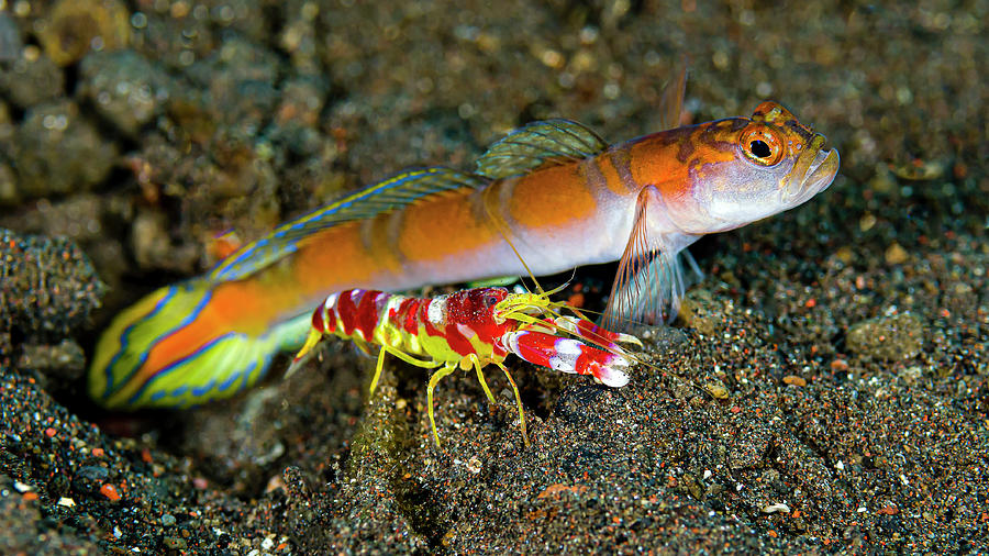 Randalls Snapping Shrimp Alpheus Photograph by Bruce Shafer