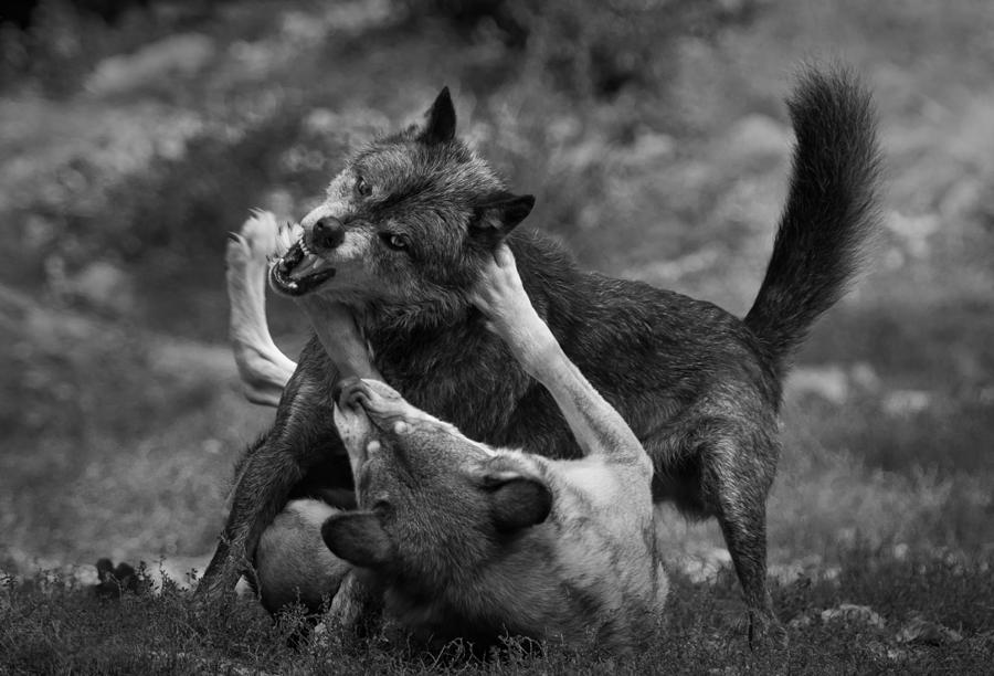 Wolves Photograph - Ranking Dispute by Sebastian Graf