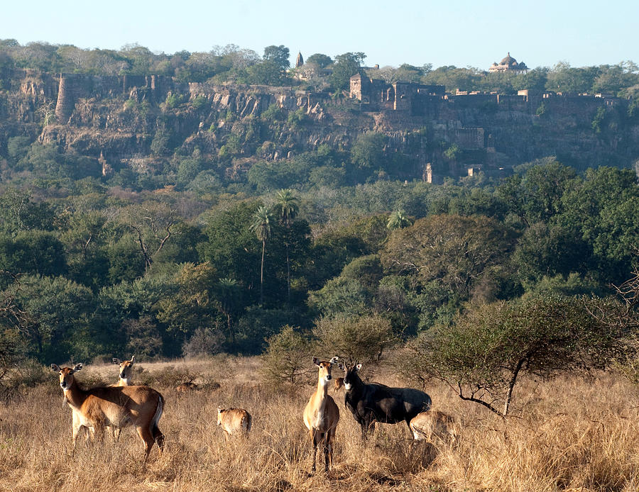 Ranthambore Fort Photograph by Chaithanya Krishna Photography Ranthambore Fort Photograph by Chaithanya Krishna Photography
