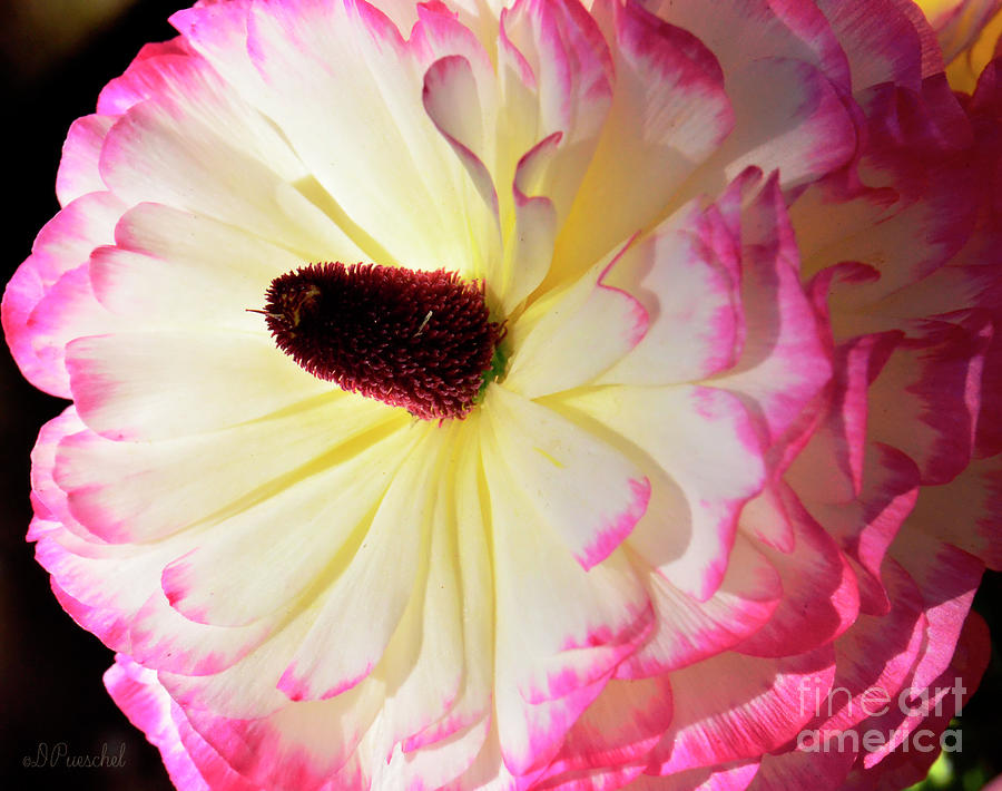 Ranunculus Beauty Photograph by Debby Pueschel
