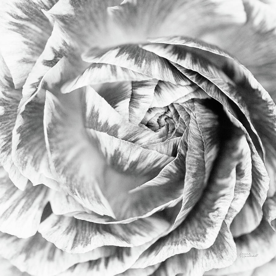 Abstract Photograph - Ranunculus Abstract Iv Bw Light by Laura Marshall