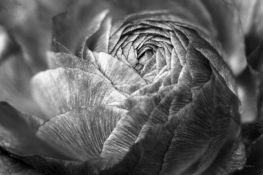 Black And White Photograph - Ranunculus Abstract V Bw by Laura Marshall