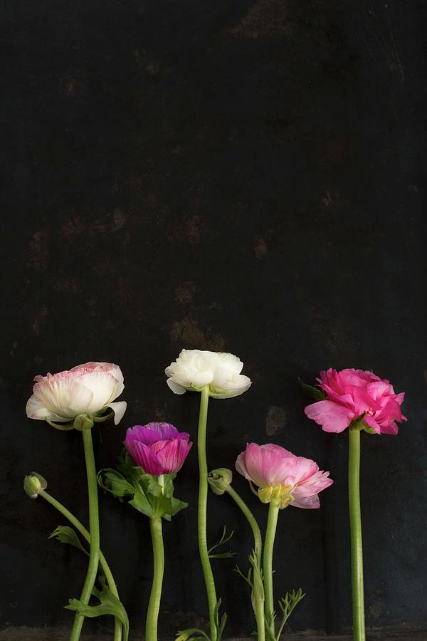 Ranunculus Against Black Background Photograph by Tina Engel