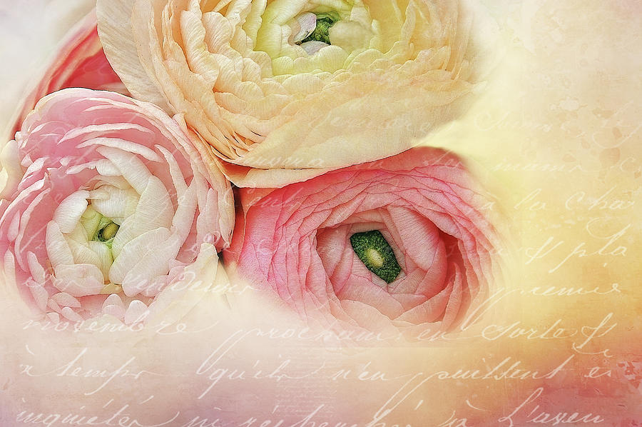 Ranunculus and Letter Digital Art by Terry Davis