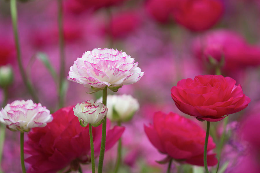 Ranunculus Asiaticus Pink Picotee White With Pink Margin And Magenta Photograph by Thomas Engelhardt