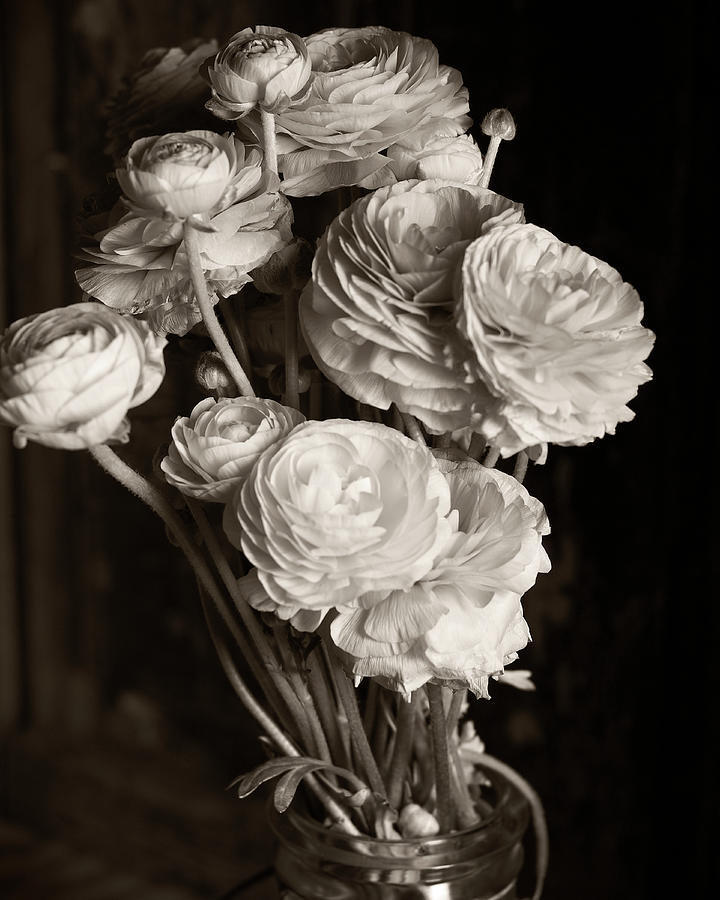 Flower Photograph - Ranunculus B&w by Michael Harrison