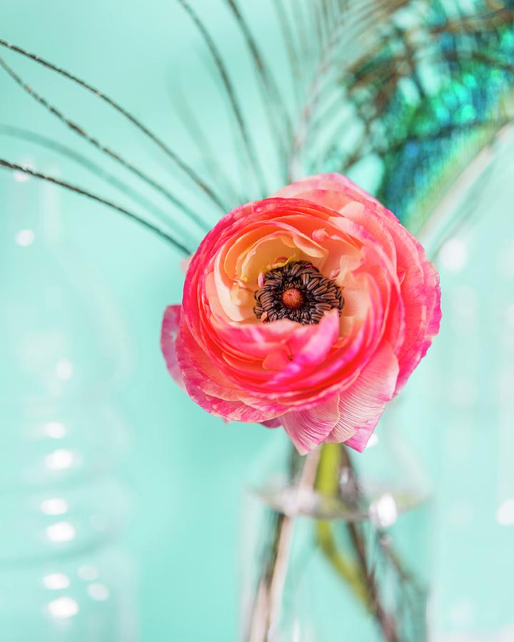 Ranunculus Flower Against Turquoise Background Photograph by Stuart Cox