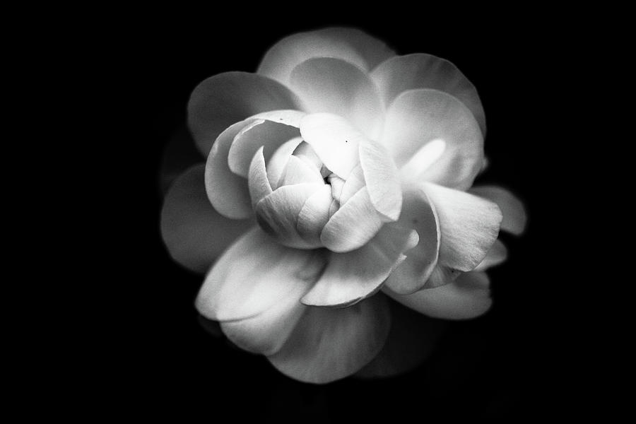 Ranunculus Flower Photograph by Annfrau