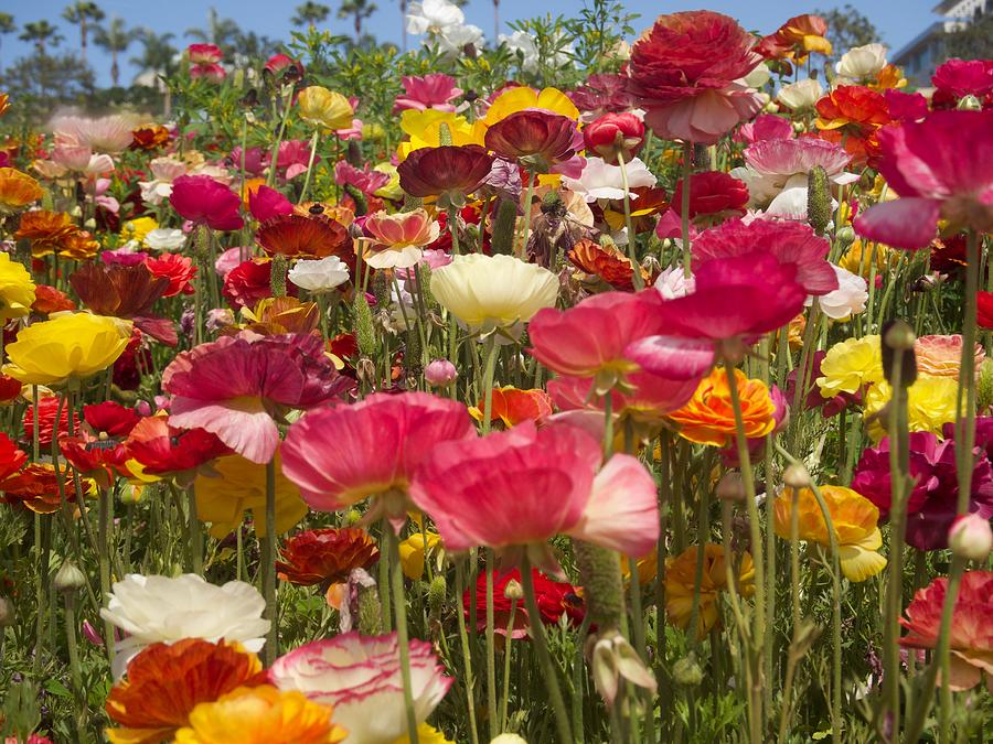 Ranunculus Flowers Photograph by Denise Benson - Fine Art America