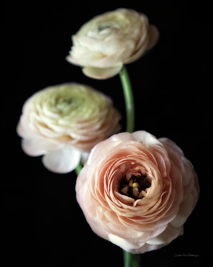 Flower Photograph - Ranunculus Group I by Debra Van Swearingen