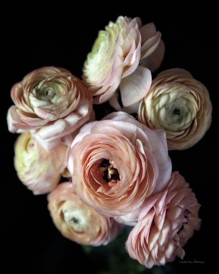 Flower Photograph - Ranunculus Group II by Debra Van Swearingen