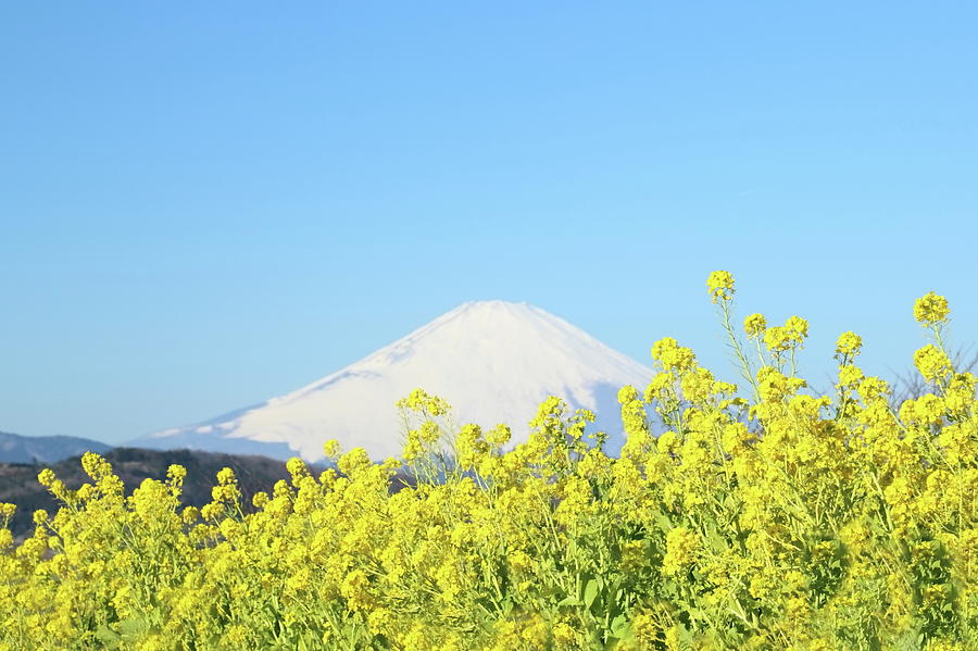Rape Blossoms And Mt. Fuji Photograph by I Am Happy Taking Photographs.